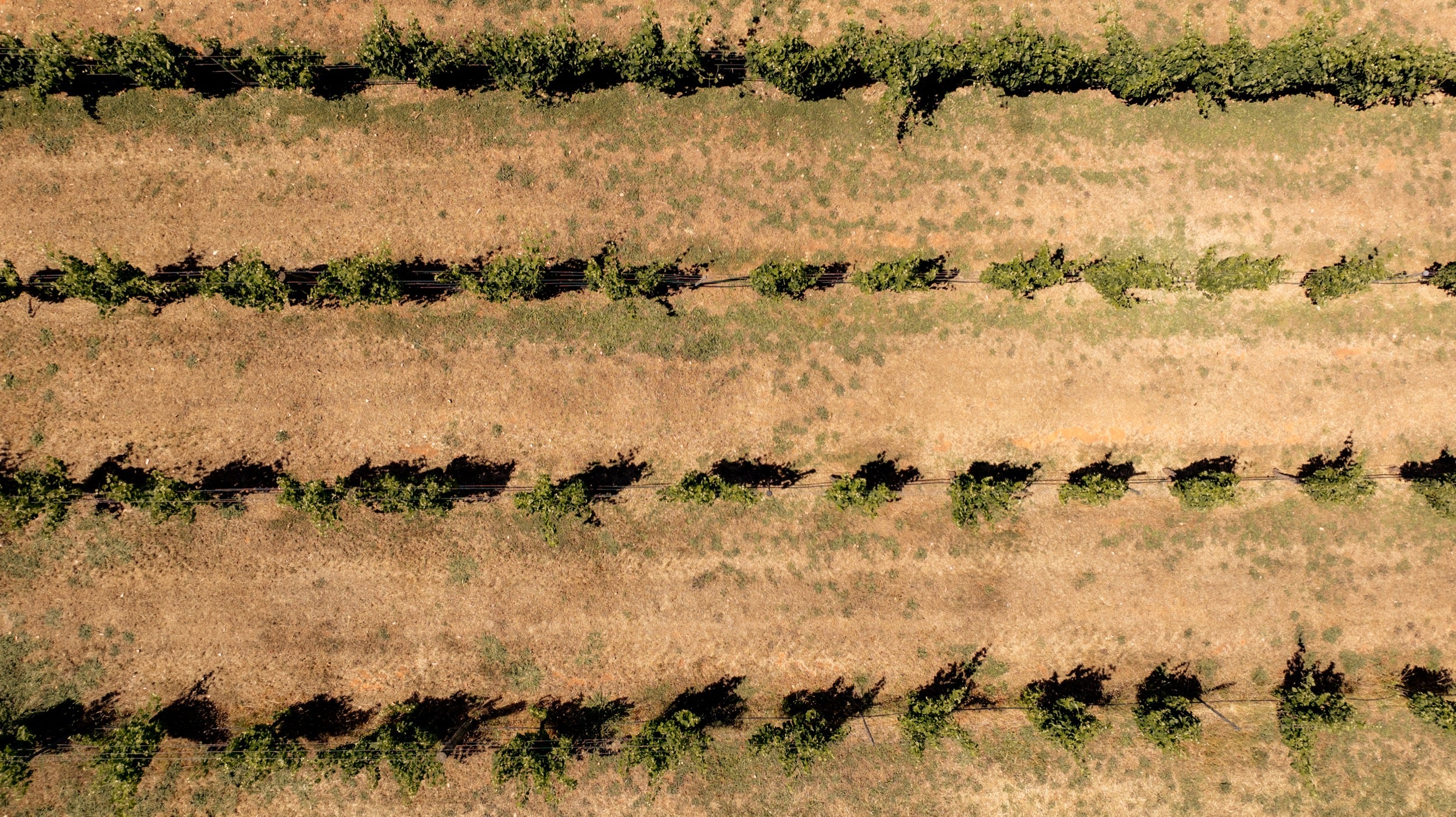 Aerial view of the vineyard — Southwest WA